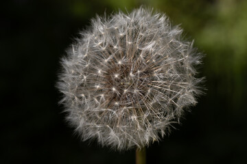 Dandelion gone to seed