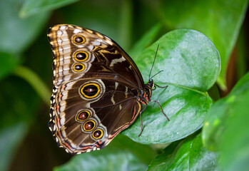 Blue Morpho butterfly with wings closed on a leaf at a butterfly garden in Georgia.