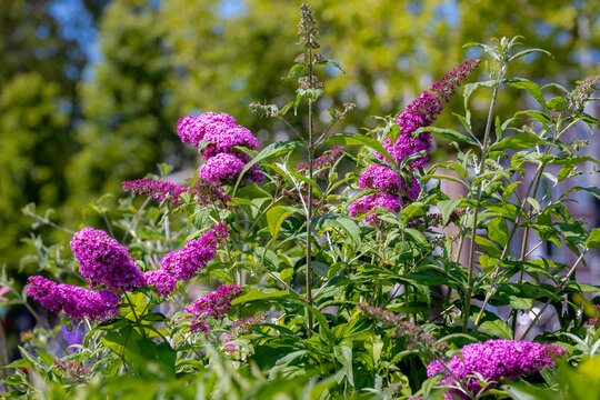 Selective focus of violet blue flower Summer lilac (Vlinderstruik) Buddleja davidii, Butterfly-bush or Orange eye is a species of flowering plant in the family Scrophulariaceae, Natural background.