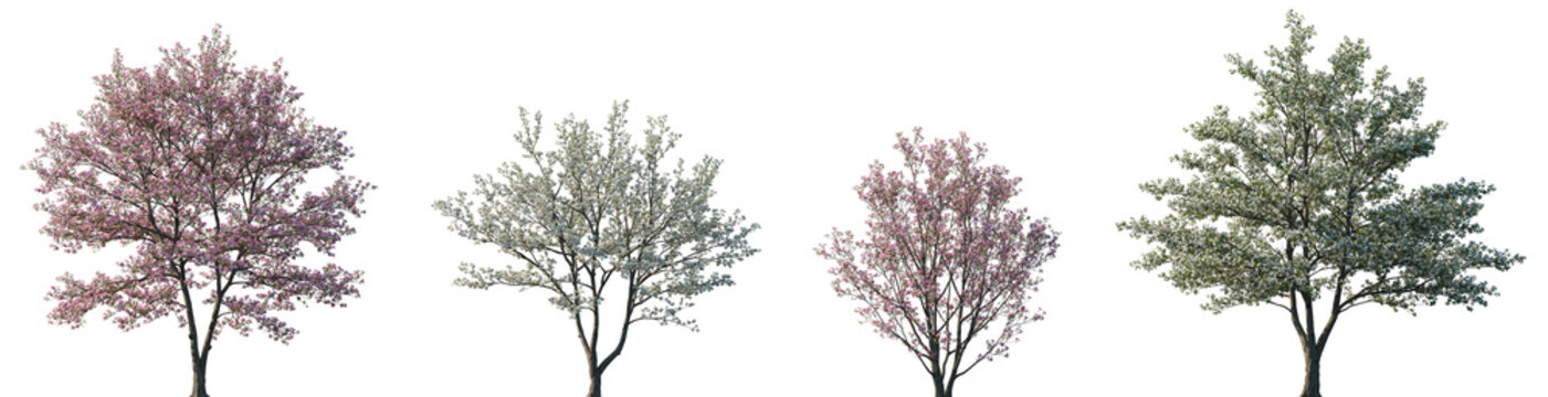 Set of Cornus florida (flowering dogwood) blossoming frontal set street spring trees isolated png on a transparent background perfectly cutout