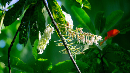 Elaeocarpus ganitrus (Jenitri, Ganitri, ganiter atau ganitris, kimkungtsi).The fruit is purple in color with quite large seeds and is usually used as beads in jewelry 