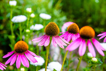 Lilac echinacea grows in a flower bed
