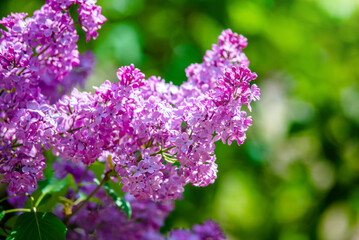 Pink lilac blooms in the Botanical garden
