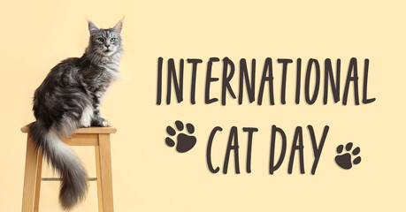 Maine Coon cat on stool against beige background