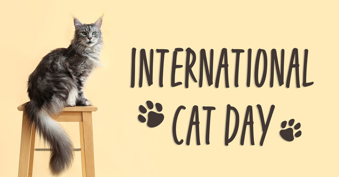 Maine Coon cat on stool against beige background