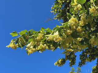 Ast einer Linde in voller Blüte 