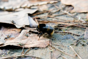a huge bumblebee sits on the leaves