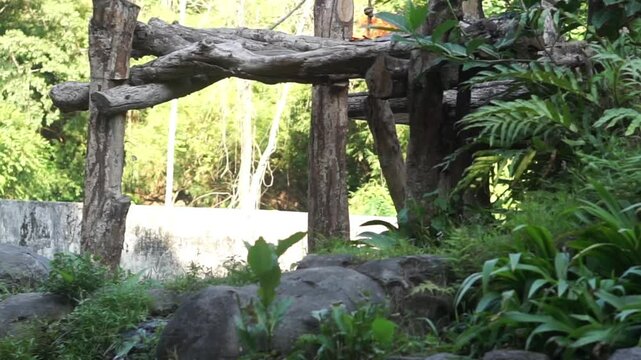 4K recording
Common or Strong Chimpanzee - Pan troglodytes also chimpanzee, a baby great ape native to the jungle walking.