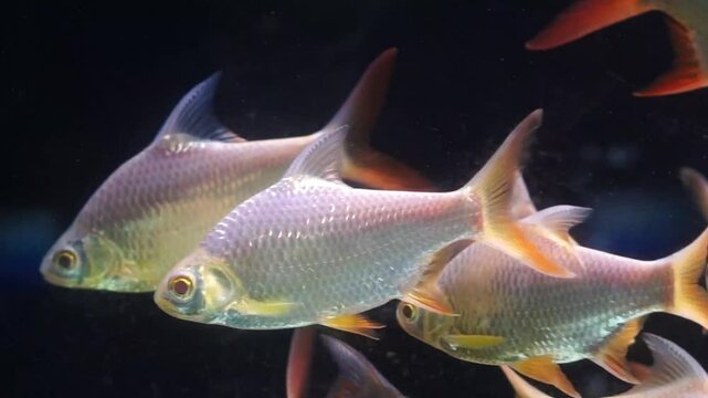 4K recording
Barbonymus schwanenfeldii or schwanenfeld's tin foil barb is swimming in the aquarium. freshwater fish in Indonesia