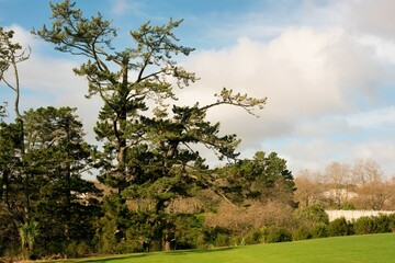 old tree in the park