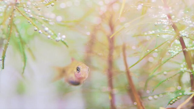 Macro view aquarium fish fry longtail barb Pethia Conchonius. Tropical freshwater aquarium tank, natural plant Rotala. shallow depth of field