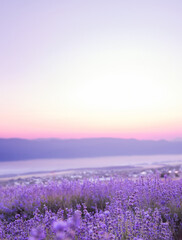 Fototapeta premium Beautiful image of lavender.Blossom field