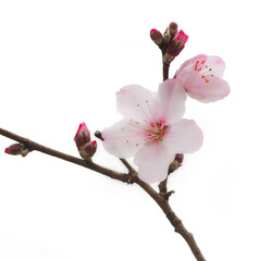 cherry blossom