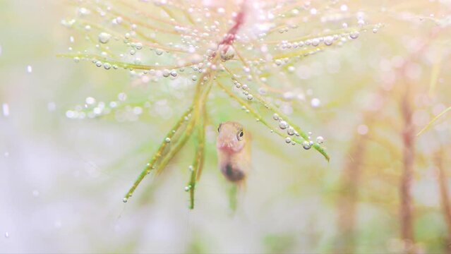 Macro view aquarium fish fry longtail barb Pethia Conchonius. the fish eats the algae that grows on the leaves of Rotala. Tropical freshwater aquarium tank