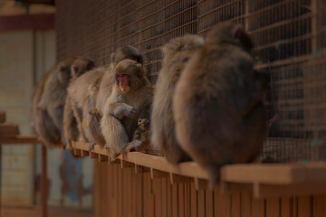 Japanese Macaques