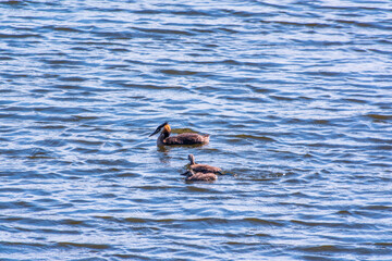 The waterfowl bird, great crested grebe with chick, swimming in the lake.