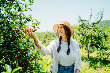 One young caucasian girl with a straw hat in cherry field checking on trees and cherries on a sunny day