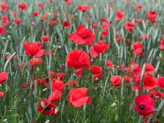 field of red poppies