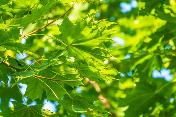 Spring branches of maple tree with fresh green leaves