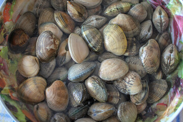 clams ready to cook with a sauce