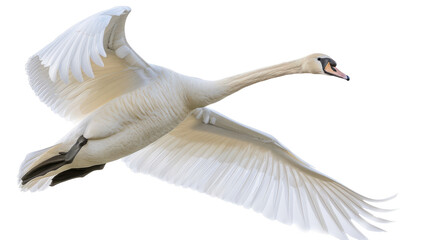 Swan in flight on white background. Graceful white swan with wings spread soaring through a bright white sky