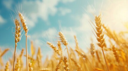 Ripe wheat field in rural area perfect for harvest Nature and farming theme with text space Great for presentations and websites