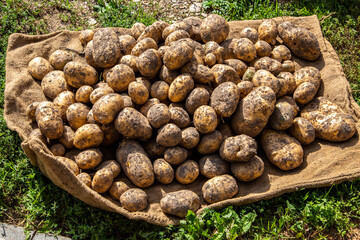 Harvesting patatoes in agricultural field.