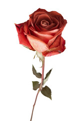 Single rusty red rose on white background. Single rusty red rose isolated on a white background. Perfect for Valentines Day or other romantic occasions.