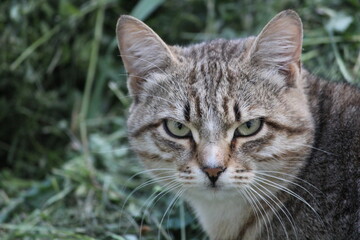 close up portrait of a cat