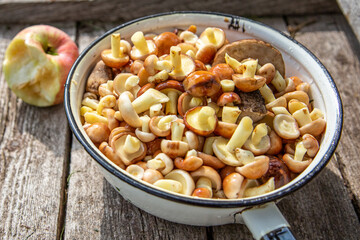 Bowl full of fresh forest mashrooms