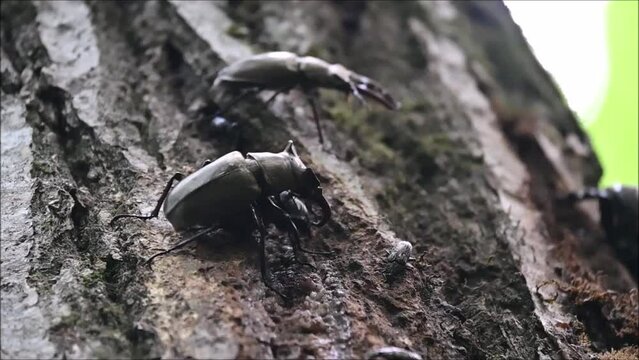 ミヤマクワガタの生態