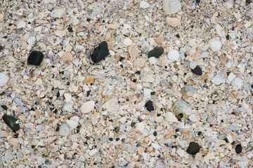 shells background