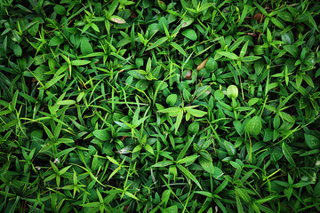 Fototapeta premium grass texture pattern background