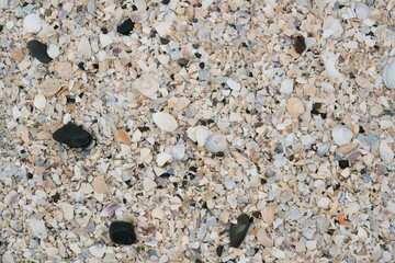 shells background