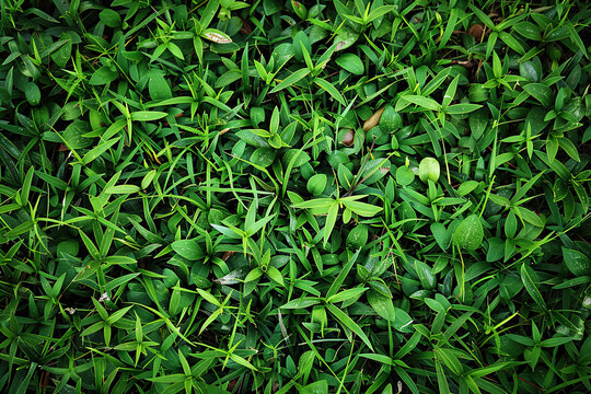grass texture pattern background