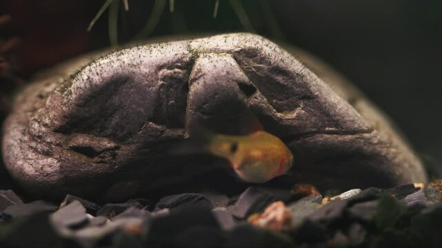 Fish fry longtail barb Pethia Conchonius, big stone background. macro view. Tropical freshwater aquarium tank, natural plant Pistia. Macro view, shallow depth of field