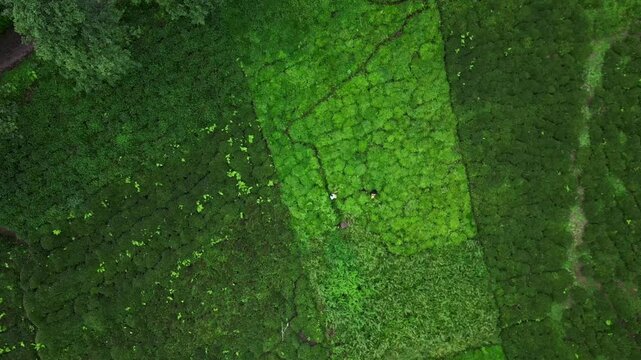 Astonishing aerial drone footage of a village in tea leaves field, Trabzon, Turkey