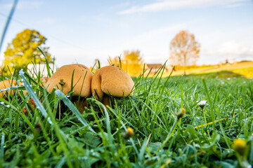 Natural autumn closeup on a colorful orange brown spectacular rustgill mushroom, Gymnopilus junonius on the forest floor