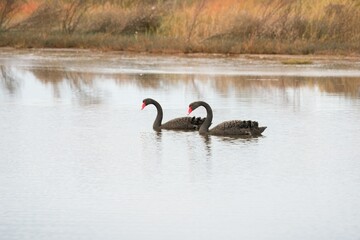 Black swans on the lake