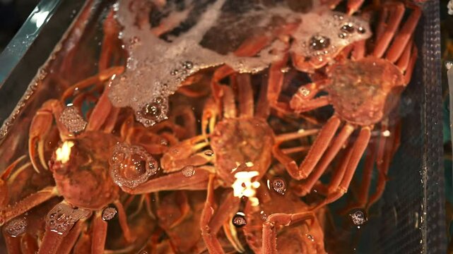 【4K】水槽に入っているたらばかに