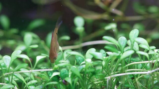 Aquarium fish eats the algae that grows on the leaves of Glossostigma Elatinoides. Macro view fish fry longtail barb Pethia Conchonius. Tropical freshwater aquarium tank