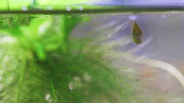 Fish fry longtail barb Pethia Conchonius macro view. Tropical freshwater aquarium tank, natural plant Pistia. Macro view, shallow depth of field