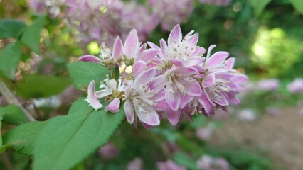 pink and white flowers