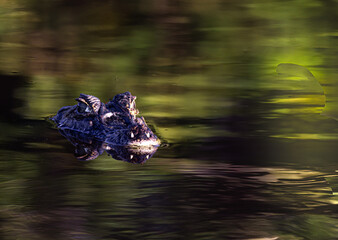 crocodile swimming in the water