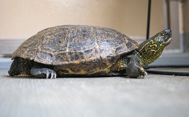 ベランダのクサガメ