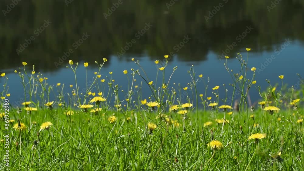 Aufkleber a field of yellow flowers with a blue river in the background. the flowers are scattered throughout 