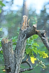 one small gray oak tree with broken branches in nature