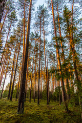 Obraz premium Nordic pine forest in evening light. Gold hour woods