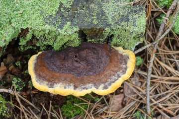 brown yellow tree mushroom on a gray stump in green moss of an old tree in a summer forest