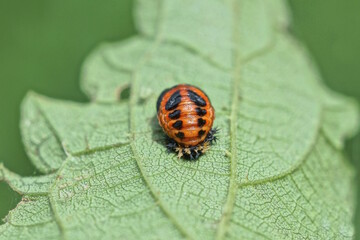 one red black larva of Colorado potato beetle sits on a green leaf of a plant in a summer garden in nature